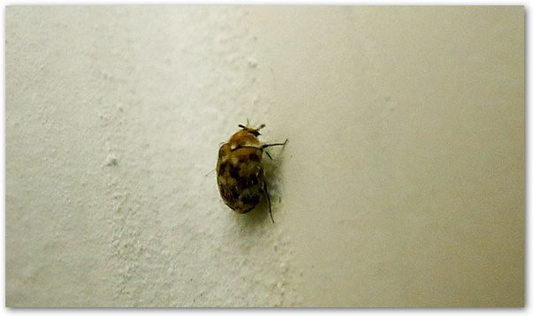 bed bug wall