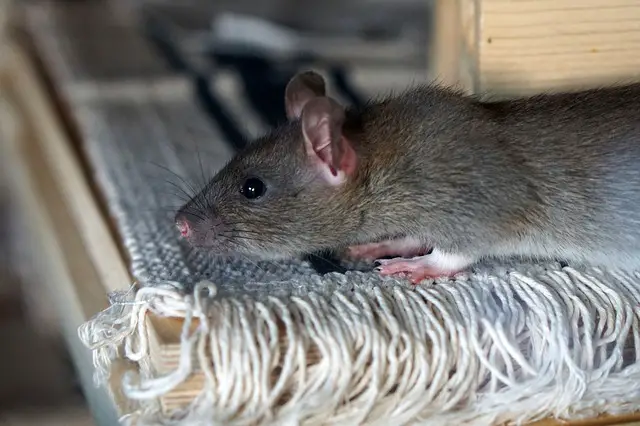 best rat trap