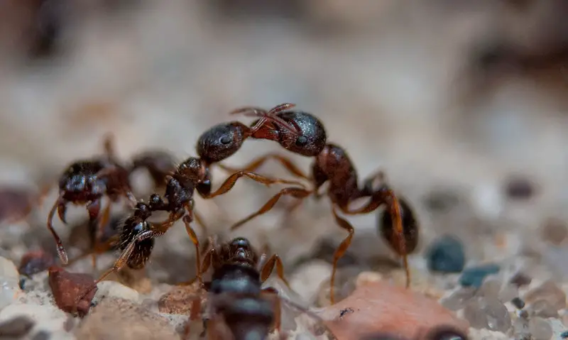 kill ants in yard