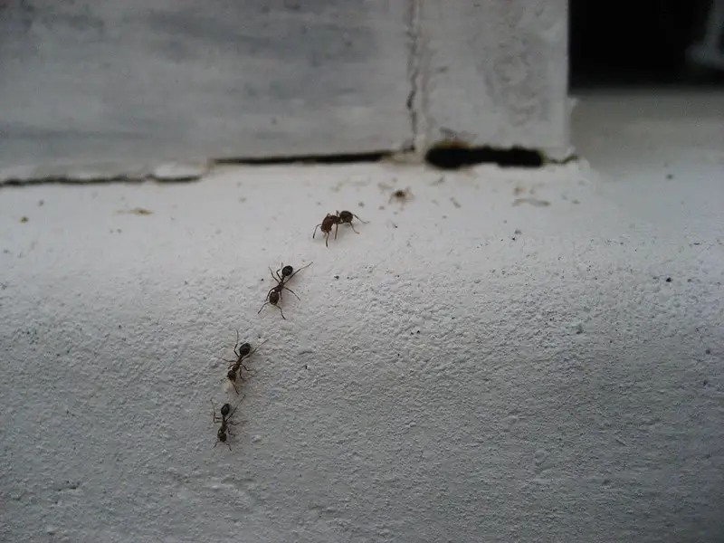 types of ants in house