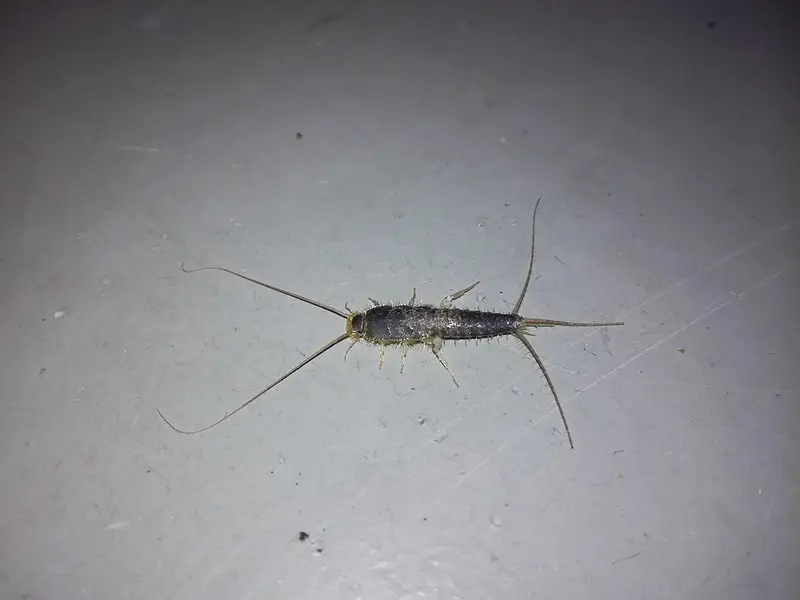what attracts silverfish