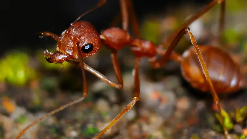 get rid ants outside