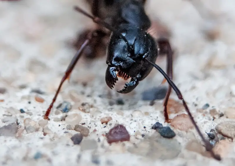 get rid of ants in yard
