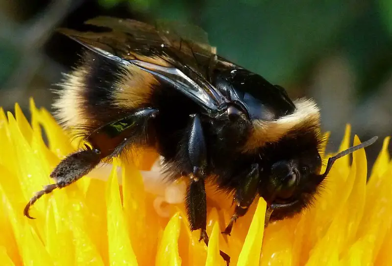 get rid of bees with vinegar