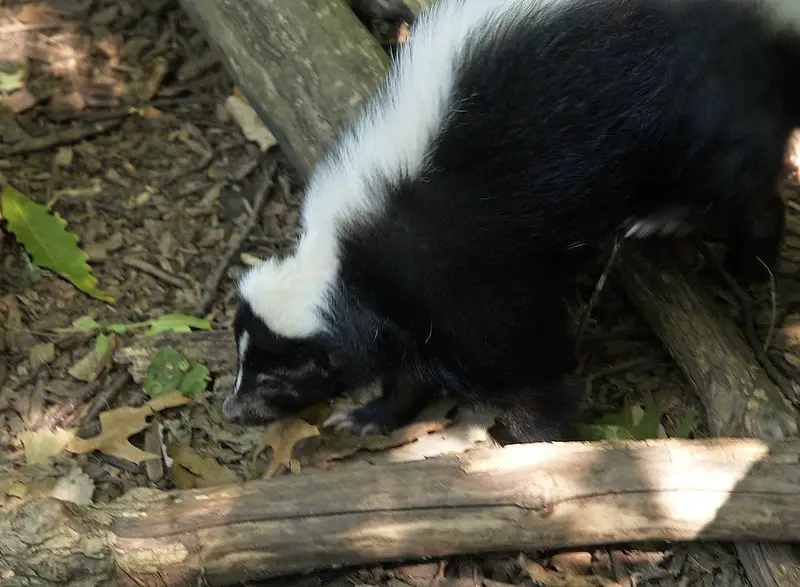 skunk climb