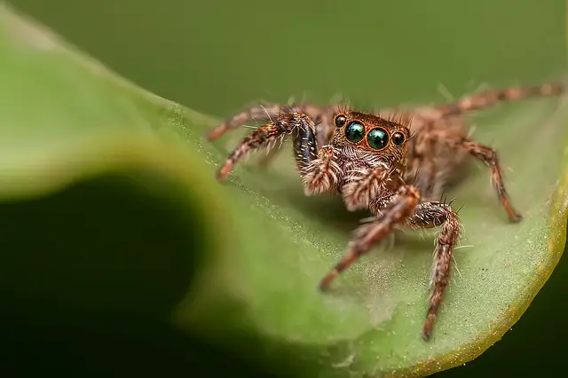 spider eat bed bug