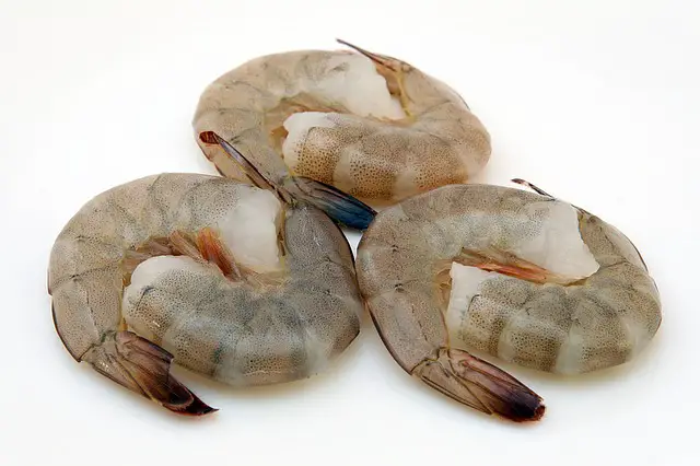 shrimp bugs