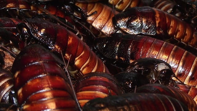 arizona cockroach