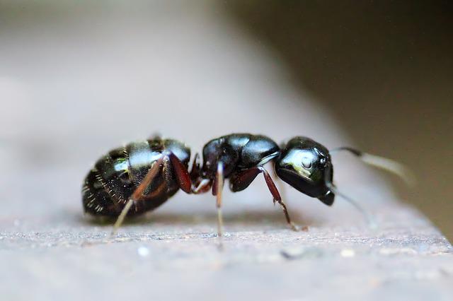 sugar ants bite