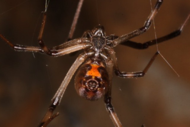 Poisonous Spiders In Georgia