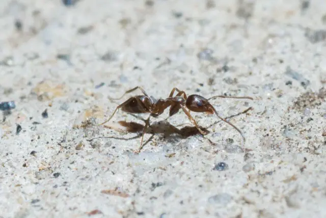 ants in California