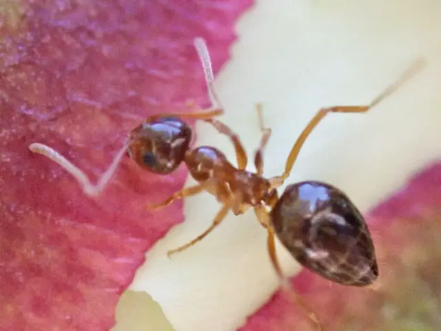 ants in Georgia