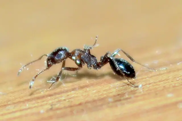 ants in Illinois