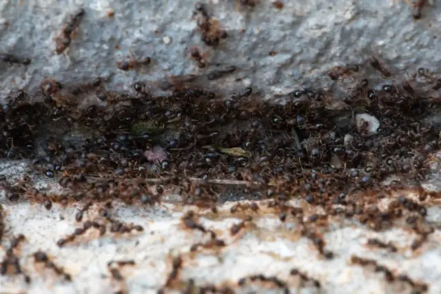 ants in Michigan