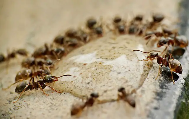 ants in Ohio