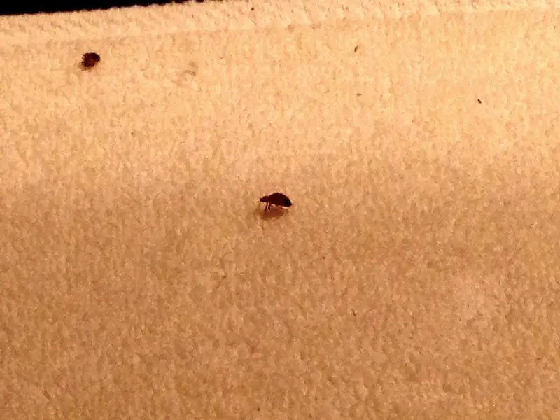 bed bugs in Illinois