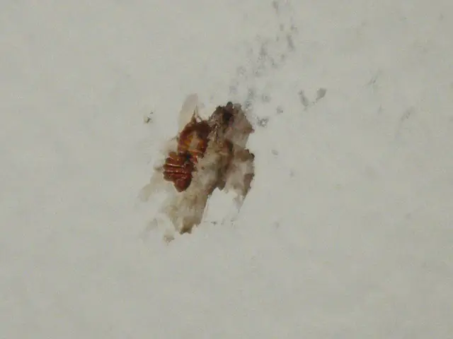 bed bugs in Michigan