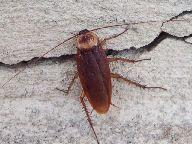 cockroach in California