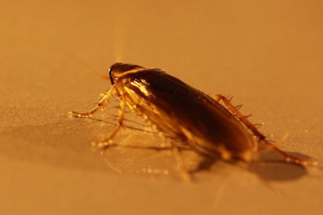 cockroach in Georgia