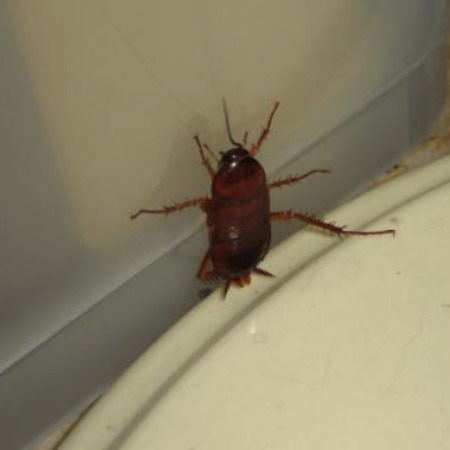 cockroach in Ohio