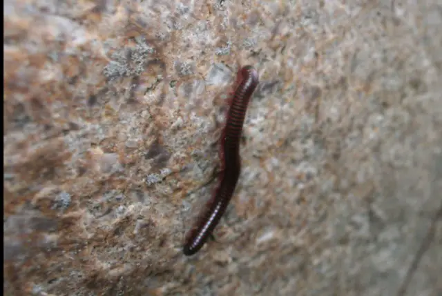 millipede Ohio