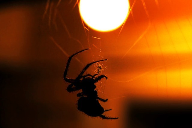 spider attracted to light