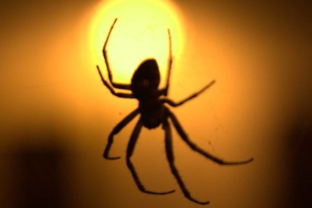 spiders attracted to light