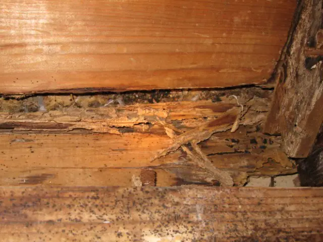 termites in North Carolina