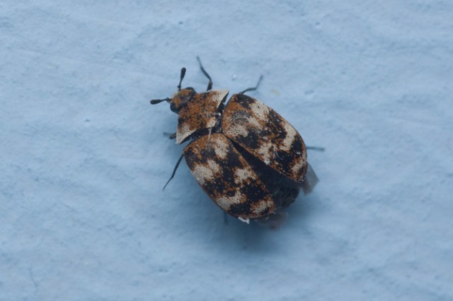carpet beetle in Texas