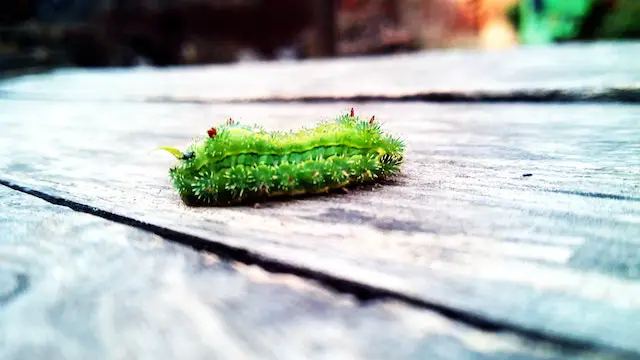 caterpillars poisonous to dogs