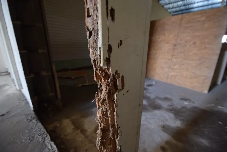 termites destroy house